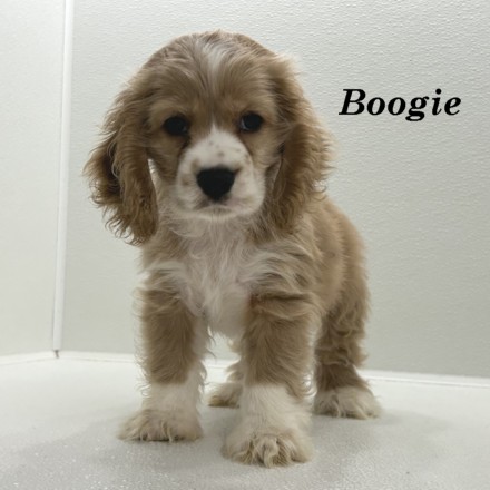 puppy, for, sale, Cocker Spaniel, Joe & Cherri  Overlease, dog, breeder, Miller, MO, dog-breeder, puppy-for-sale, forsale, nearby, find, puppyfind, locator, puppylocator, aca